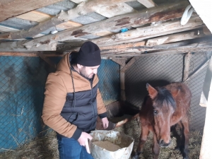 Donmaktan Son Anda Kurtarılan At Sağlığına Kavuşuyor