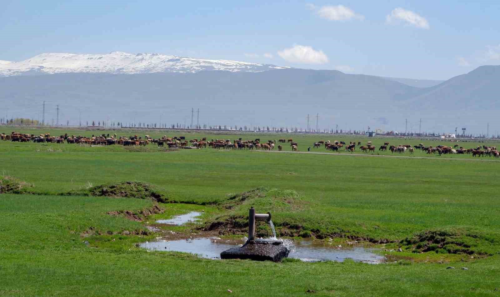 1933-te-danimarka-gozunu-erzurum-ve-kars-a-cevirdi-hedefleri-sut-uretimi-yapmakti