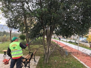 İlkadım’da Ağaç Budama Çalışmaları Başladı