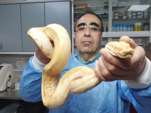 Midesinde Tümör Çıkan Yılana Başarılı Ameliyat