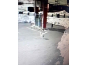 Kastamonu’da Şehre İnen Kurtlar, Benzinlikteki Köpeği Parçaladı