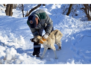 Ayağı Kırılan Köpeğe Belediye Sahip Çıktı