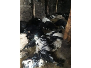 Mumdan Çıkan Yangında 70 Hayvan Telef Oldu