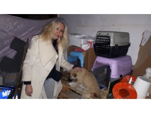 Yaralı Ve Hasta 2 Kedi Ve 3 Köpek İçin Gece Yarısı Seferber Oldular