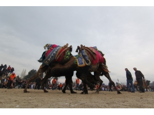 Menderes’te Deve Güreşlerine Geri Sayım