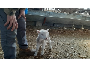 Yeni Doğan Kuzu "Anne" Diye Meledi