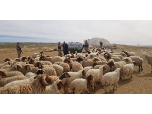 Şanlıurfa’da Hayvan Hırsızları Tutuklandı