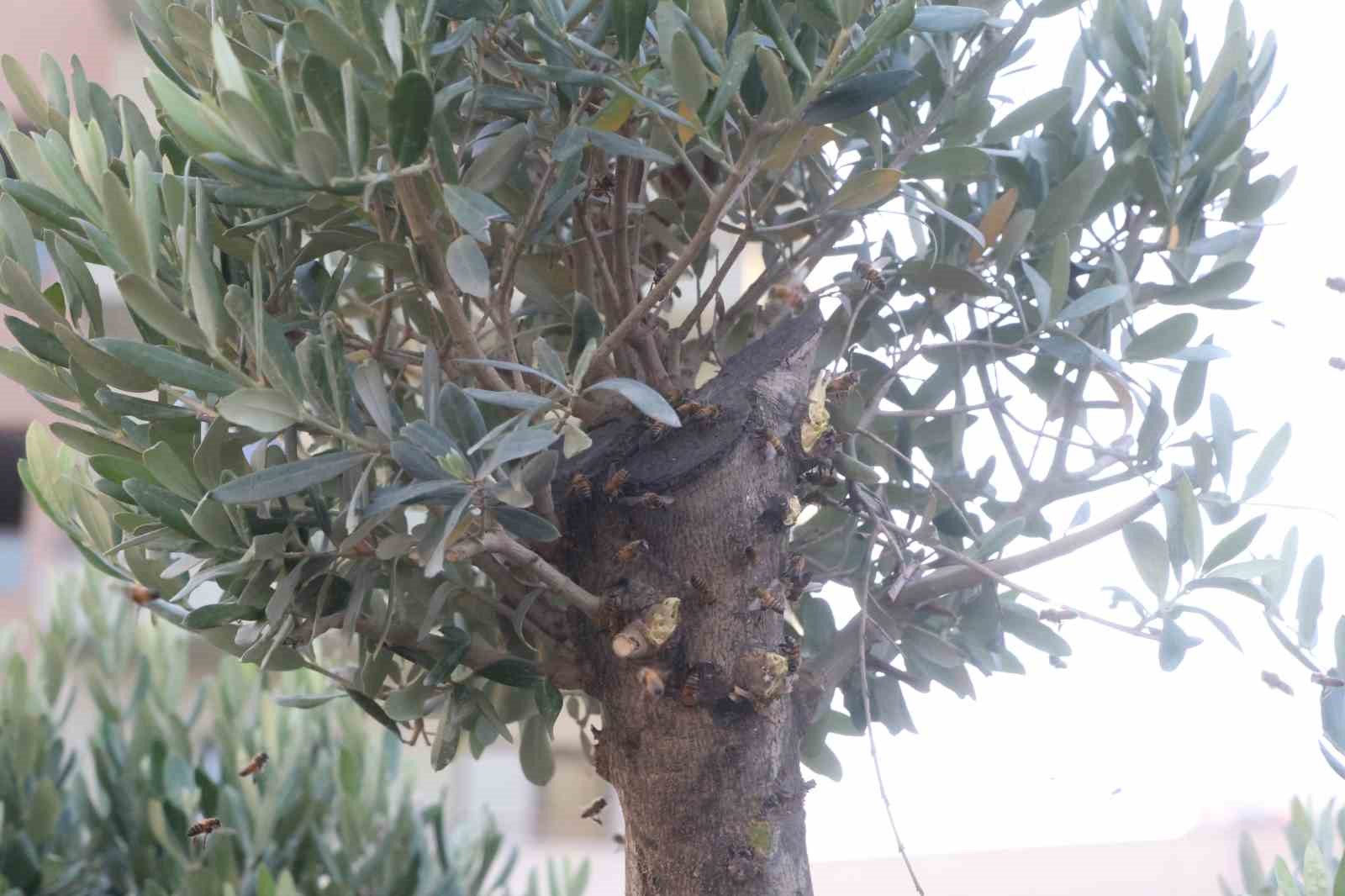 sokagi-istila-eden-arilara-denk-gelen-arici-ogulu-korkmadan-ciplak-elle-topladi