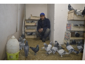 Güvercinlerle Yatıp Kalkıyor