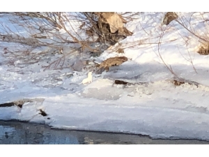 Beyaz Gelincik Kars’ta Görüntülendi