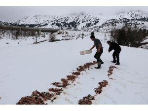 Yaban Hayvanlarına Balık