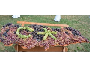 Tekirdağ’da 55 Yıllık Milli Hazinede Bin 439 Yerli Üzüm Çeşidi Koruma Altın Alındı