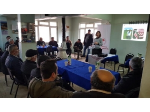 Süne Zararlısı Ve Tarla Faresi Buğdayda Verim Düşüklüğüne Neden Oluyor