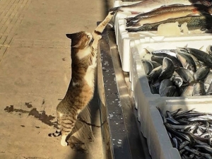 Boyundan Büyük Balığı Çalmaya Çalışan Kedi Güldürdü