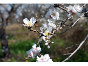 Çiçek Açan Badem Ağaçları Baharı Müjdeledi