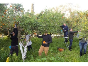 Belediyenin Mandalinaları Kurutulmuş Olarak Geri Gelecek