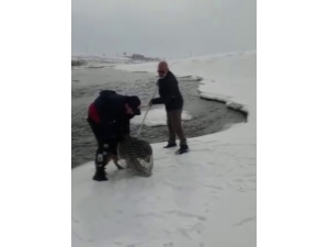 Murat Nehri’ne Yemek Aramaya Giden Kurt Köpeği Mahsur Kaldı