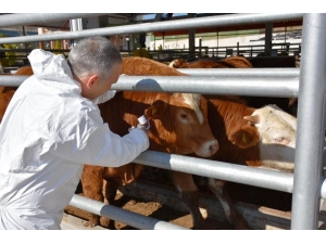 Manisa’da 230 Bin Büyükbaş Şapa Karşı Aşılanacak