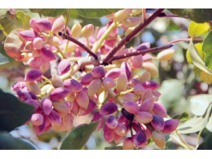 Gtb Başkanlarından Antep Fıstığına Destek Talebi