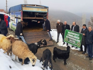 Gaziantepli Çobanlardan Depremzedelere Anlamlı Destek