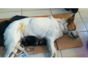 Köpeğe Taş Atarak Ölmesine Yol Açan Şahıs Hakkında Suç Duyurusu