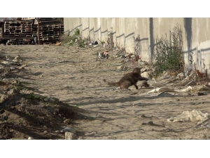 Kedinin Fare İle Oyunu Kahkahaya Boğdu