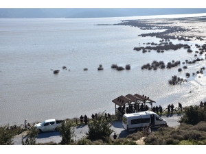 Bafa Gölü’nde Kuş Gözlemi Etkinliği Yapıldı