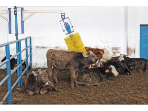 Sivas’ın Hayvan Varlığı Arttı