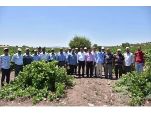 Çiftçilere İlaçlama Uyarısı