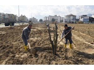 Şafak Mahallesine Portakal Bahçesi