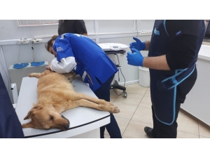 Yavruları Olan Anne Köpek Tüfekle Vuruldu