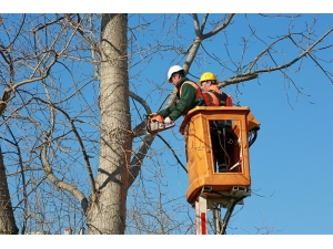 Ataşehir’de Ağaç Dalları Elektriğe Dönüşüyor
