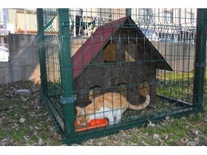 Niksar Belediyesi Sokak Kedilerini Unutmadı