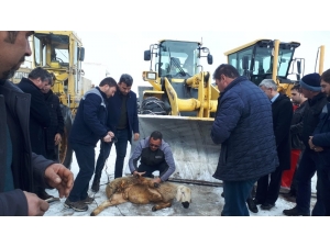 Kazasız Belasız Temizleyince, Şükür Kurbanı Kestiler