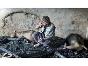 Yangında Telef Olan Kuzuları İçin Hüngür Hüngür Ağladı