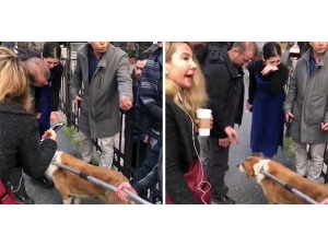 Hayvanseverlerden Beşiktaş Belediyesi’ne Tepki