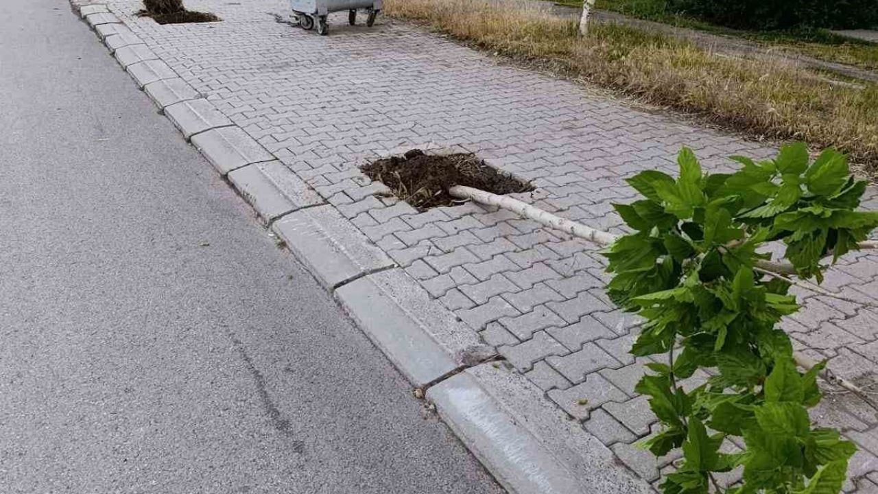 patnos-ta-agaclara-zarar-veren-supheli-yakalandi