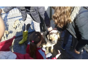 Taşköprü’de Öğrenciler, Hayvan Barınağını Ziyaret Etti