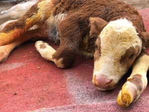 80 Kiloluk Buzağı Sezaryenle Alındı