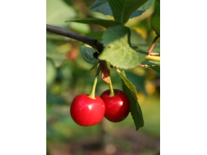 Kiraz İçin Sigorta Zamanı