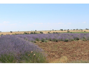 Lavanta Yetiştiriciliği Projesi Hayata Geçiriliyor