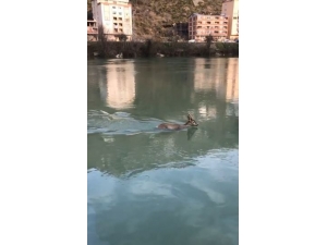Baraj Gölüne Düşen Karaca Kameraya Böyle Yansıdı