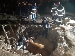 Fosseptik Çukuruna Düşen Hamile İnek İtfaiye Tarafından Kurtarıldı