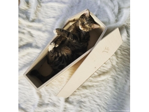 Rusya’da Bir Girişimci Kedi Tabutu Satmaya Başladı