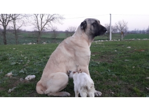 Annesi Ölen Keçiye Köpek Sahip Çıktı, Her Gün Emziriyor