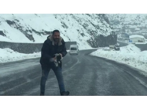 Donmak Üzere Olan Kedi Kurtarıldı