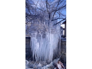 Buz Tutan Ağacı Gören Vatandaşlar Şaşkınlığını Gizleyemedi