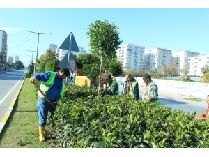Mersin’in Simgelerinden Turunç Ağaçları Bakımdan Geçiyor