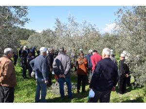 Çiftçilere Uygulamalı Budama Eğitimi