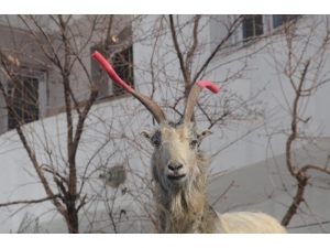 Kavga Eden Keçilerin Boynuzuna Hortum Taktı